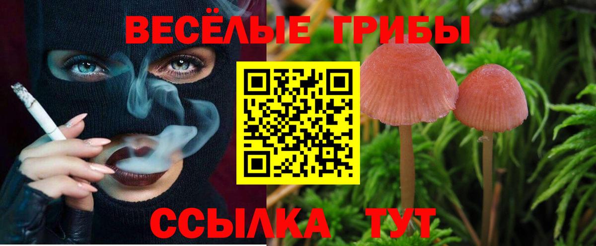 Орск  Галлюциногенные грибы Psilocybe  наркотики  Вход с VPN 